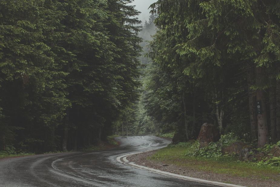 road-through-dense-pine-forest.jpg